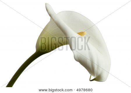 Calla Lily