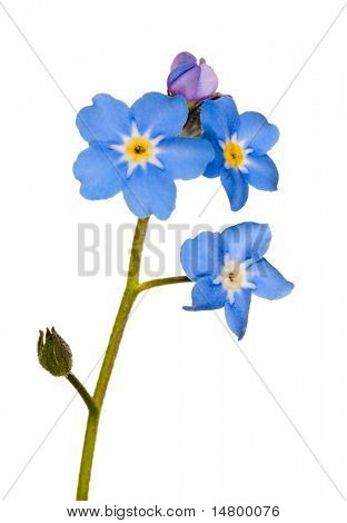 forget-me-not single flower isolated on white background