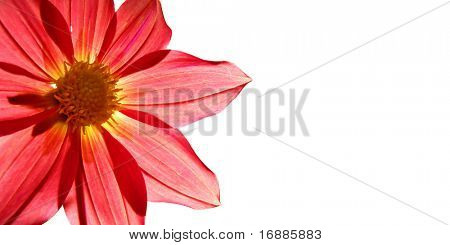 picture postcard with flower of the dahlia on white background