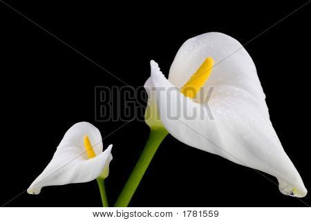 Two White Callas