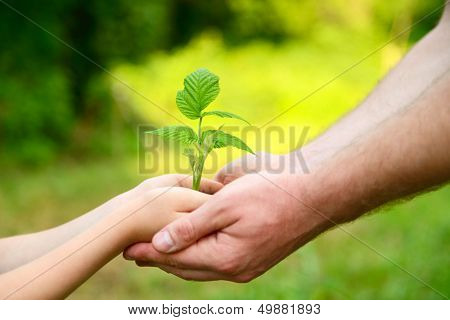 Father's and son's hands holding green growing plant over nature background. New life, spring and ecology concept