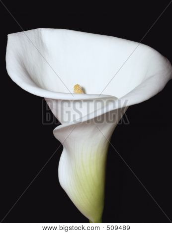 Calla Lily