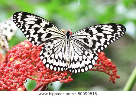 Large Tree Nymphs butterfly and flowers