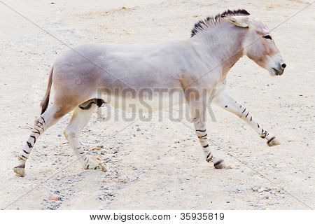 Somali Wild Ass