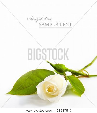 One white rose on a white background with space for text