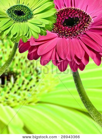 Close up abstract of colorful daisy gerbera flowers