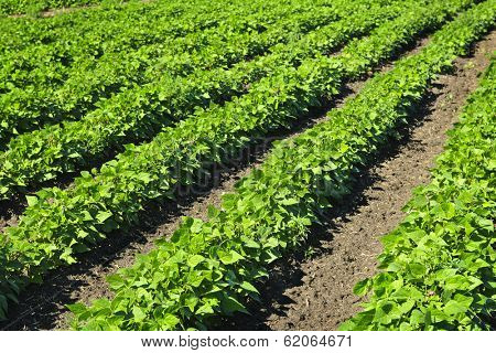 Rows of soy plants in a cultivated farmers field