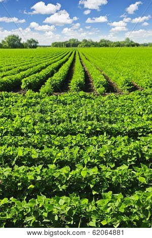 Rows of soy plants in a cultivated farmers field