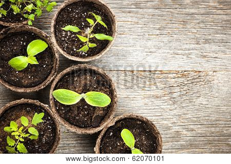 Potted seedlings growing in biodegradable peat moss pots on wooden background with copy space