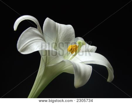 White Lily