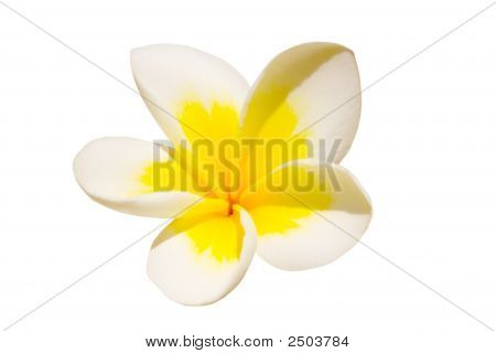 White Tropical Flower Close Up