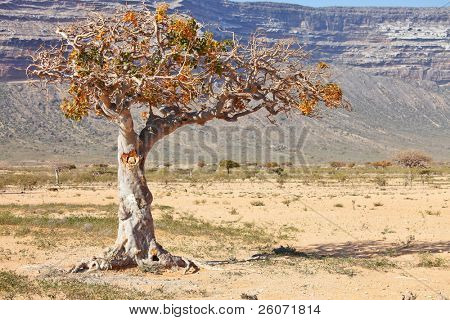   myrrh tree (Commiphora myrrha is a tree in the Burseraceae family)