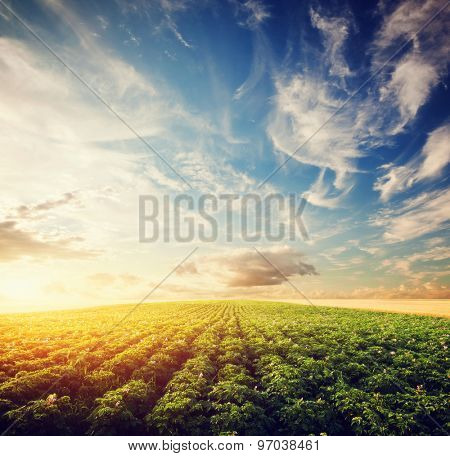 Potato crop field at sunset. Agriculture, professional cultivated area, farm