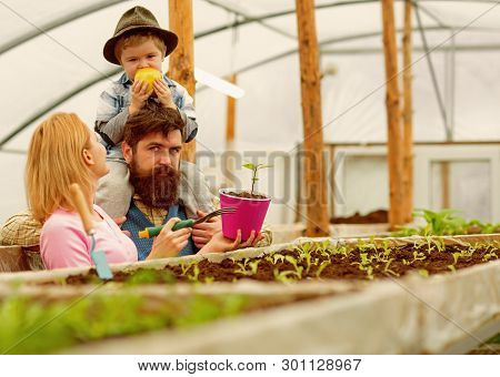 Summer Cultivation. Cultivation Ground In Summer. Family Do Cultivation In Summer Greenhouse. Summer