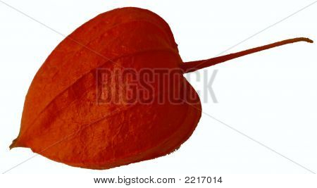 Physalis001