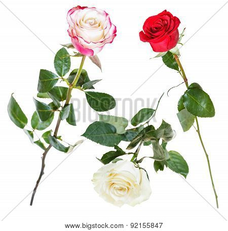 Set From Pink, Red, White Rose Flowers Isolated