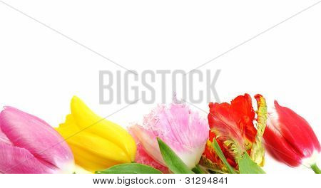 Beautiful Tulip Flowers Border