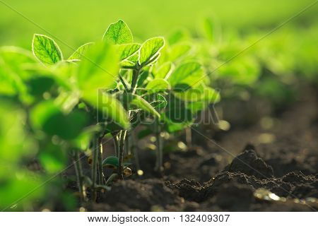 Young soybean plants growing in cultivated field soybean rows in agricultural field in sunset selective focus