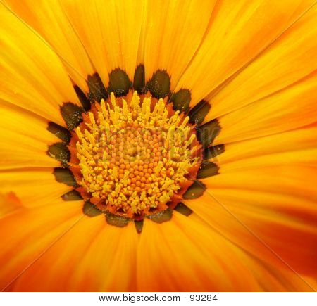 Vivid Yellow Flower 001