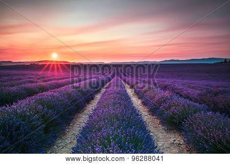 Lavender Flower Blooming Fields Endless Rows On Sunset. Valensole Provence France