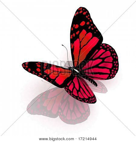 Isolated butterfly  on a white background