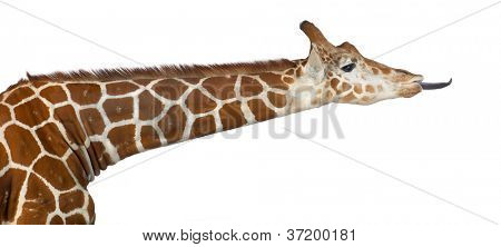 Somali Giraffe, commonly known as Reticulated Giraffe, Giraffa camelopardalis reticulata, 2 and a half years old against white background