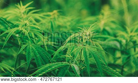 Legal Green Marijuana Cannabis Leaves Growing At Farm In Summer Day, Beautiful Cannabis Background. 