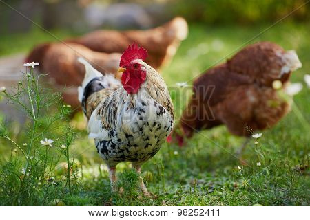 Rooster Or Chicken On Traditional Free Range Poultry Farm