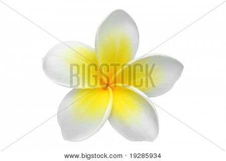 Frangipani flower isolated on white