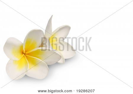 Frangipani on white background