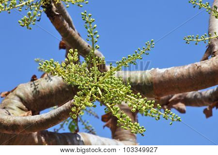 Boswellia tree - frankincense - flower buds