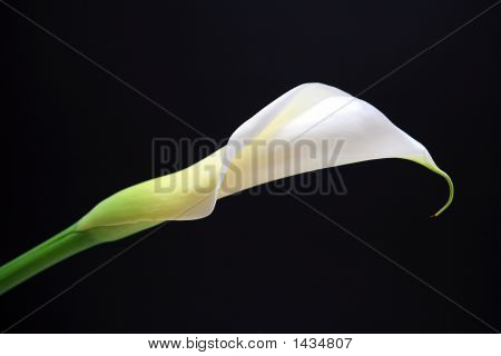 Calla Lily