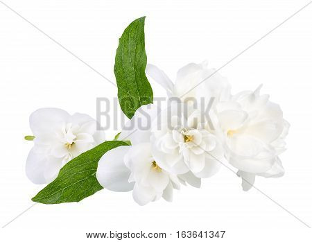 Branch of jasmine flowers isolated on white background. White jasmine flower. Jasmin branch with flowers isolate. Closeup of white blooming terry jasmin flowers. White flowers with green leaves