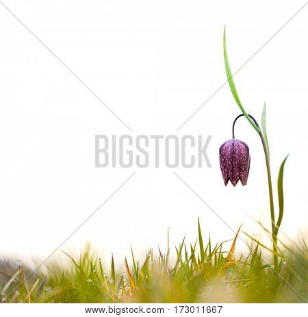 Spring flowering wildflower, Fritillaria meleagris. Single blooming of a pink wild flower on a white background with copy space..
