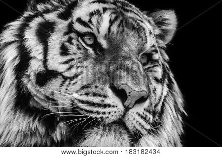 Powerful black and white high contrast animal portrait of a tiger face