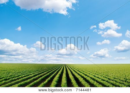 Cultivated Field