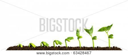 Growing plant in soil isolated on white background.