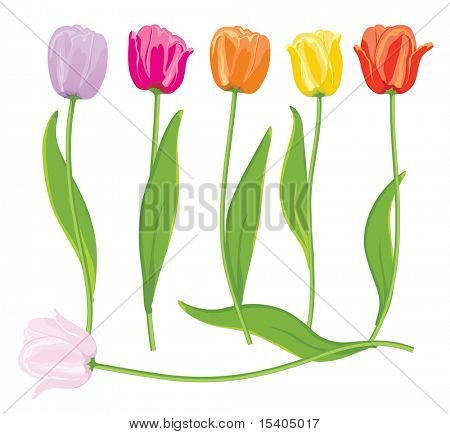 Color vector tulips set.