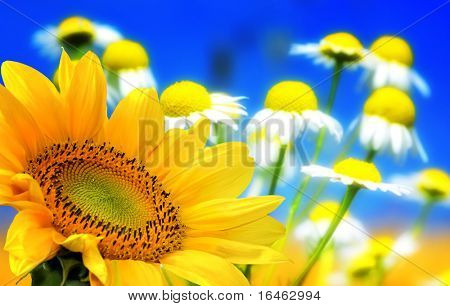 Flower backgrounds