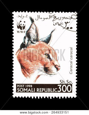 Somali Republic - Circa 1998 : Cancelled Postage Stamp Printed By Somali Republic, That Shows Wild C