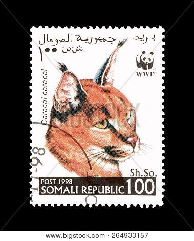 Somali Republic - Circa 1998 : Cancelled Postage Stamp Printed By Somali Republic, That Shows Wild C