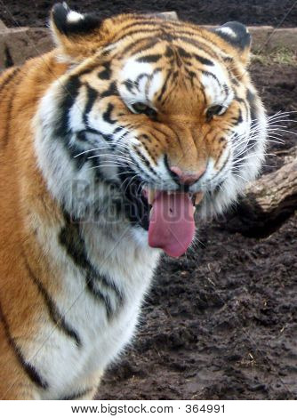 Funny Face Tiger 1