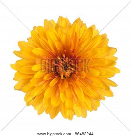 Chrysanthemum flower