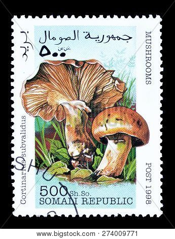 Somali Republic - Circa 1998 : Cancelled Postage Stamp Printed By Somali Republic, That Shows Cortin