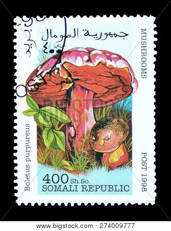 Somali Republic - Circa 1998 : Cancelled Postage Stamp Printed By Somali Republic, That Shows Purple