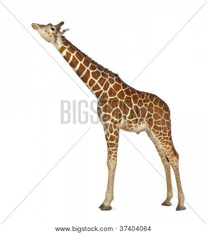 Somali Giraffe, commonly known as Reticulated Giraffe, Giraffa camelopardalis reticulata, 2 and a half years old standing against white background