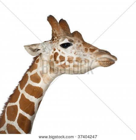 Somali Giraffe, commonly known as Reticulated Giraffe, Giraffa camelopardalis reticulata, 2 and a half years old close up against white background