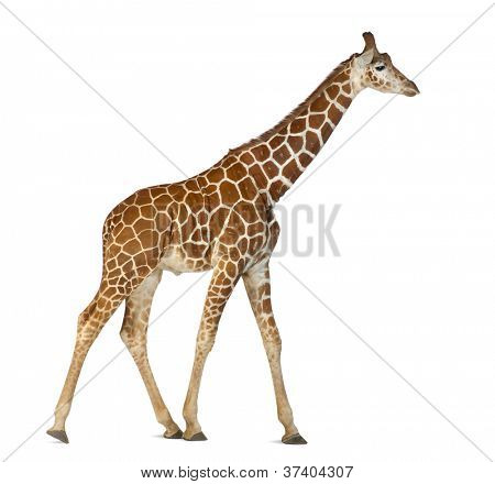 Somali Giraffe, commonly known as Reticulated Giraffe, Giraffa camelopardalis reticulata, 2 and a half years old walking against white background