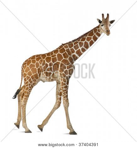 Somali Giraffe, commonly known as Reticulated Giraffe, Giraffa camelopardalis reticulata, 2 and a half years old walking against white background