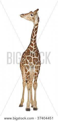 Somali Giraffe, commonly known as Reticulated Giraffe, Giraffa camelopardalis reticulata, 2 and a half years old standing against white background